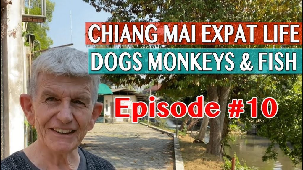 Chiang Mai Expat Life - Dogs Monkeys & Fish
